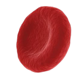 Erythrocyte