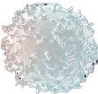 Granulocyte