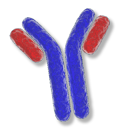 Serum Protein